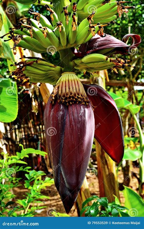 Bananas Are Growing Plantain Stock Image Image Of Green Plantain