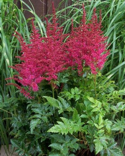 Астильба гибридная Юник Кармин (Astilbe hybrid Younique Carmine) купить ...