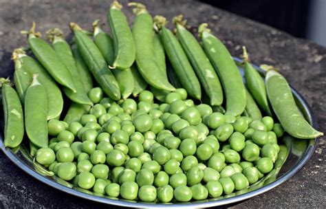 3 разновидности гороха: выбираем лучшие сорта для посадки | AgroMarket ...