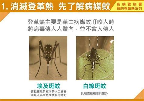 登革熱懶人包在這！10張圖教你防治病媒蚊 生活 中時新聞網