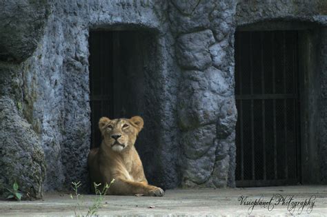 The Lioness - Visioplanet Photography