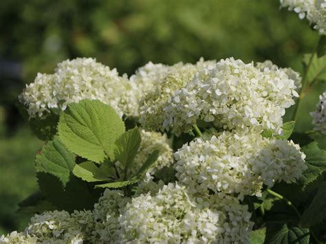 Strauch Hortensie Schneeball Hortensie Grandiflora Hydrangea