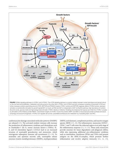 Solution Modulation Of Mtor Signaling In Cardiovascular Disease To