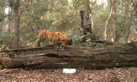 Thylacine Sightings - Tasmanian Tiger sightings in Queensland spark new ...