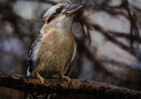 Kookaburra Eisvogel Vogel Kostenloses Foto Auf Pixabay Pixabay