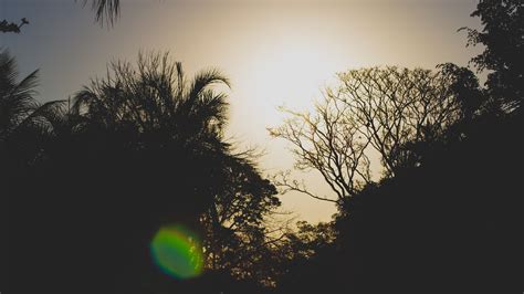 Free Images Tree Nature Grass Branch Light Cloud Sky Sun