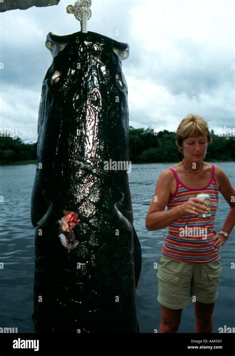 Large Amazonian pirarucu or arapaima catfish The largest freshwater ...