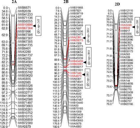 Linkage Map Showing Seedling And Adult Plant Resistance Qtl Detected On