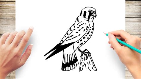 How To Draw Peregrine Falcon YouTube