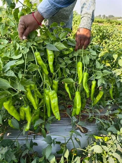 F Hybrid Fb Mohini F Hy Chili Seeds At Rs Pack In Ankleshwar