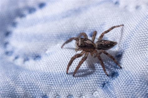 Premium Photo Female Adult Pantropical Jumping Spider Of The Species