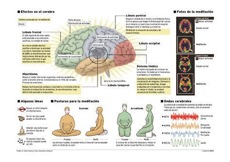 Efectos De La Meditaci N En El Cerebro Infograf A