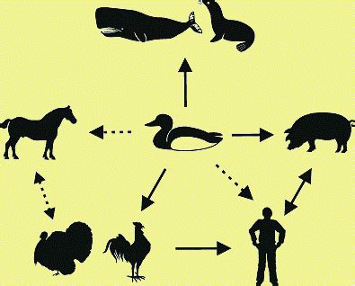 Possible routes of transmission of avian influenza virus between and ...