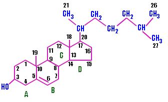 Structure and Functional differences between HDL and LDL