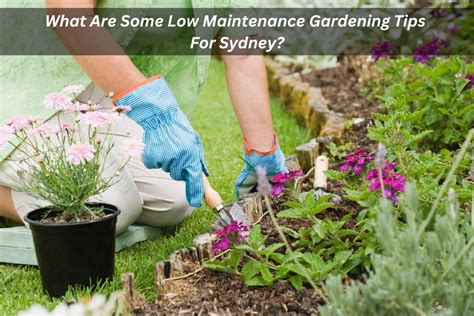 What Are Some Low Maintenance Gardening Tips For Sydney