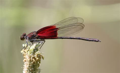 Odonata Dragonflies And Damselflies Flickr