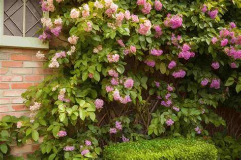 10 Flower Bed Ideas For Shade To Bring Your Garden To Life Foliage