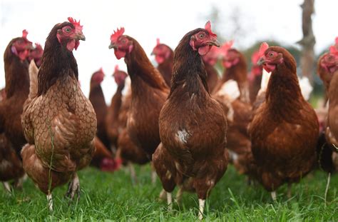 Commercial Poultry | Massey Feeds