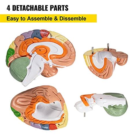 VEVOR Modèle anatomique de cerveau humain en 4 parties avec étiquettes