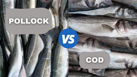 Pollock Vs Cod Which Is Better Youtube