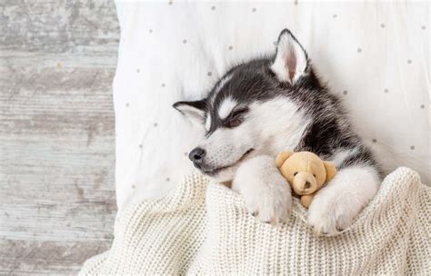 Pretty Husky