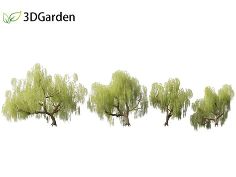 Salix Babylonica Weeping Willow 05 Tree 3d Model 3dgardenplants