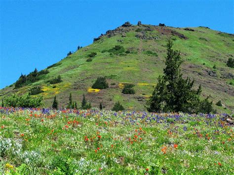 Cone Peak And Iron Mountain Oregon Northwest Wildflowers