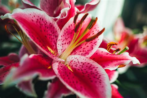 Tiger Lily Flower Wallpaper