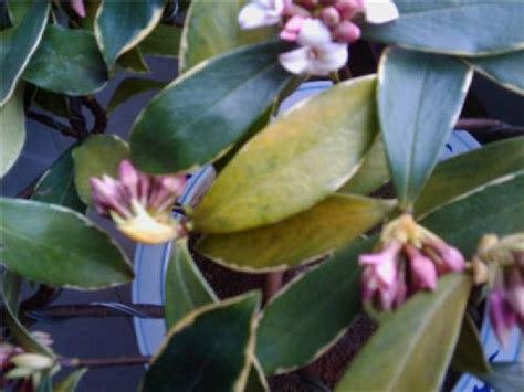 What To Do With The Yellow Leaves Of Daphne Odora In Phnom Penh The