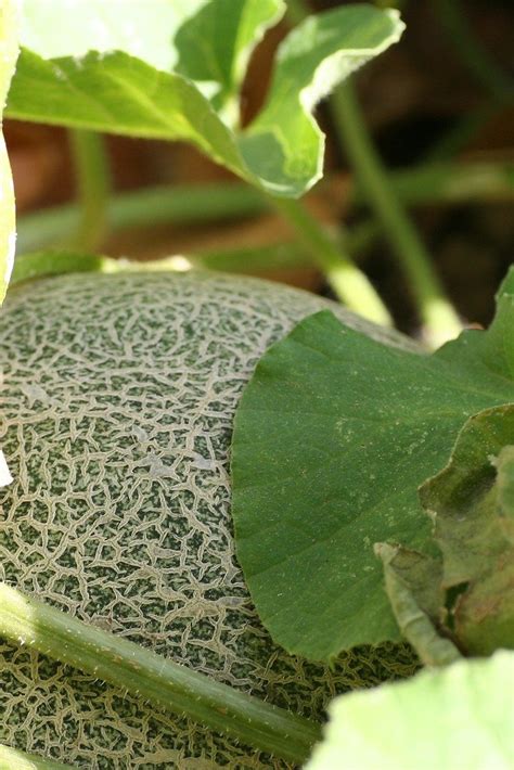 Planting Cantaloupe How To Grow Cantaloupe Melons