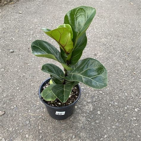 Dwarf Fiddle Leaf Fig Ficus Lyrata ‘little Sunshine 6″ Pot