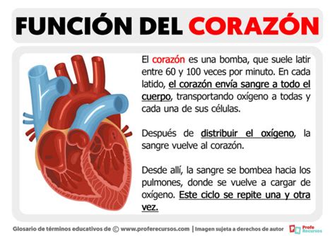 Función del Corazón