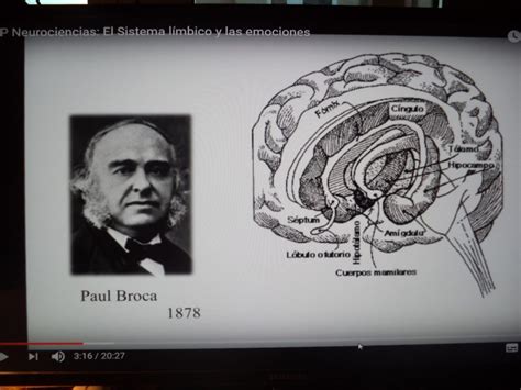Las Funciones Del Cerebro Reptiliano