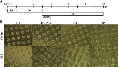 Figures And Data In Engineering Induction Of Singular Neural Rosette