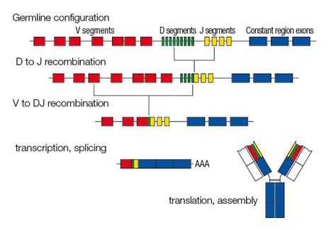 The Immune System: B-Cell Diversity