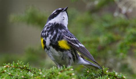 Anchorage Bird Walks Audubon Alaska