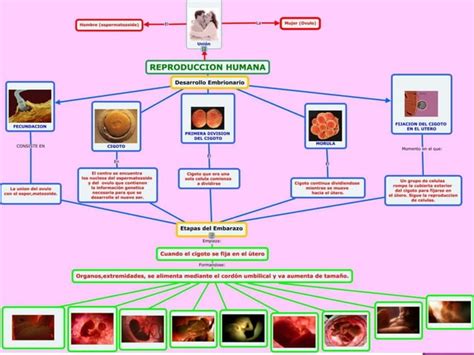 Reproduccion Humana Ppt