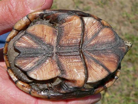 Eastern Mud Turtle Kinosternon Subrubrum Phenology Project