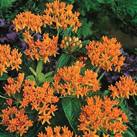 Butterfly Weed Seeds - Asclepias Perennial Flower Seeds