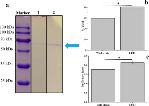 SDS Analysis Of Keratinase From Mutant LU11 And Wild Strain A