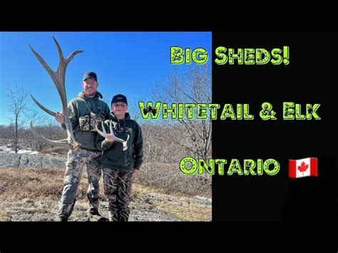 Elk And Whitetail Shed Hunting Ontario Youtube