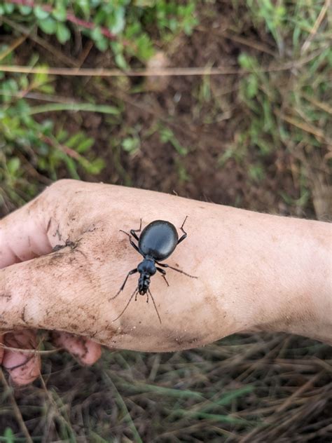 Snail Eating Beetles From Ucsc Arborebum On November At