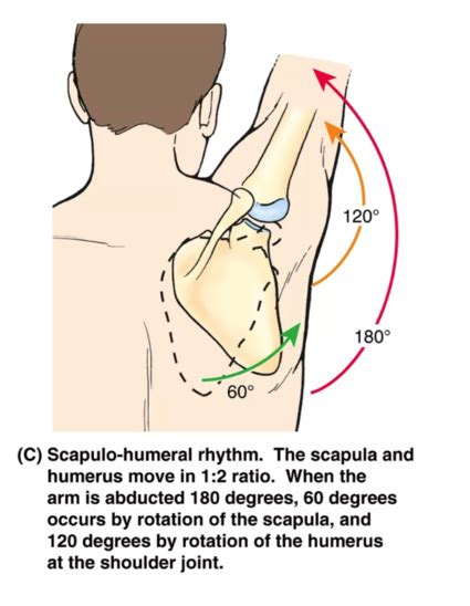 Scapulohumeral Rhythm Physiopedia