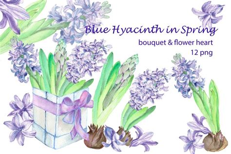 Blue Spring Flowers Watercolor Hyacinth Clipart Bouquets