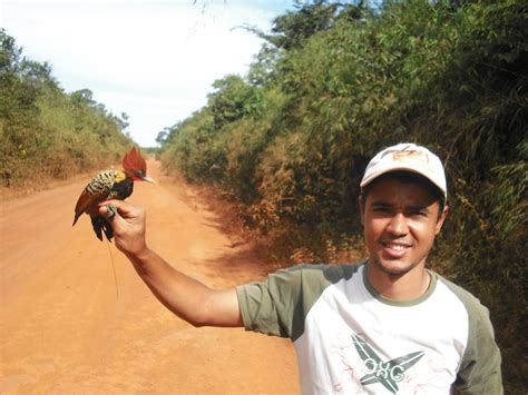 A Conserva O Do Pica Pau Do Parna Ba No Cerrado Brasileiro Natureza