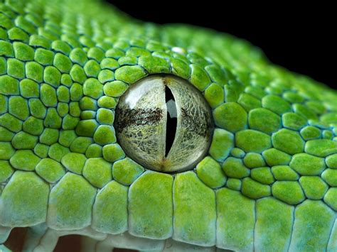 Green python eye wallpaper | animals | Wallpaper Better