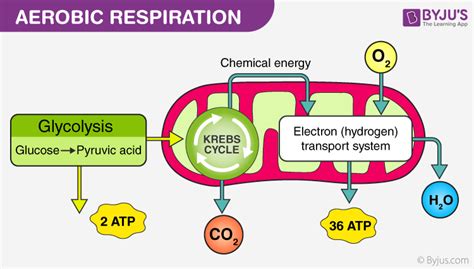 Stages Of Cellular Respiration Diagram