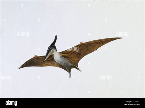 Pteranodon Stock Photo Alamy