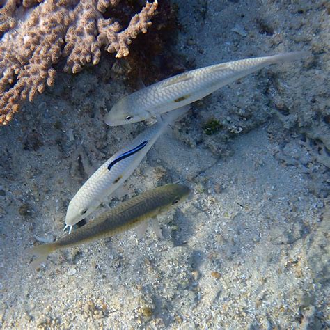 Banded Convict And Spotted Snake Eels Know The Difference Norfolk