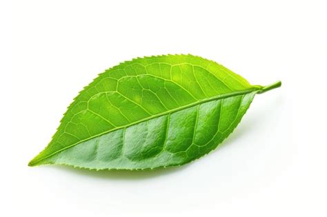 Hoja de té verde aislada sobre un fondo blanco hoja de café verde